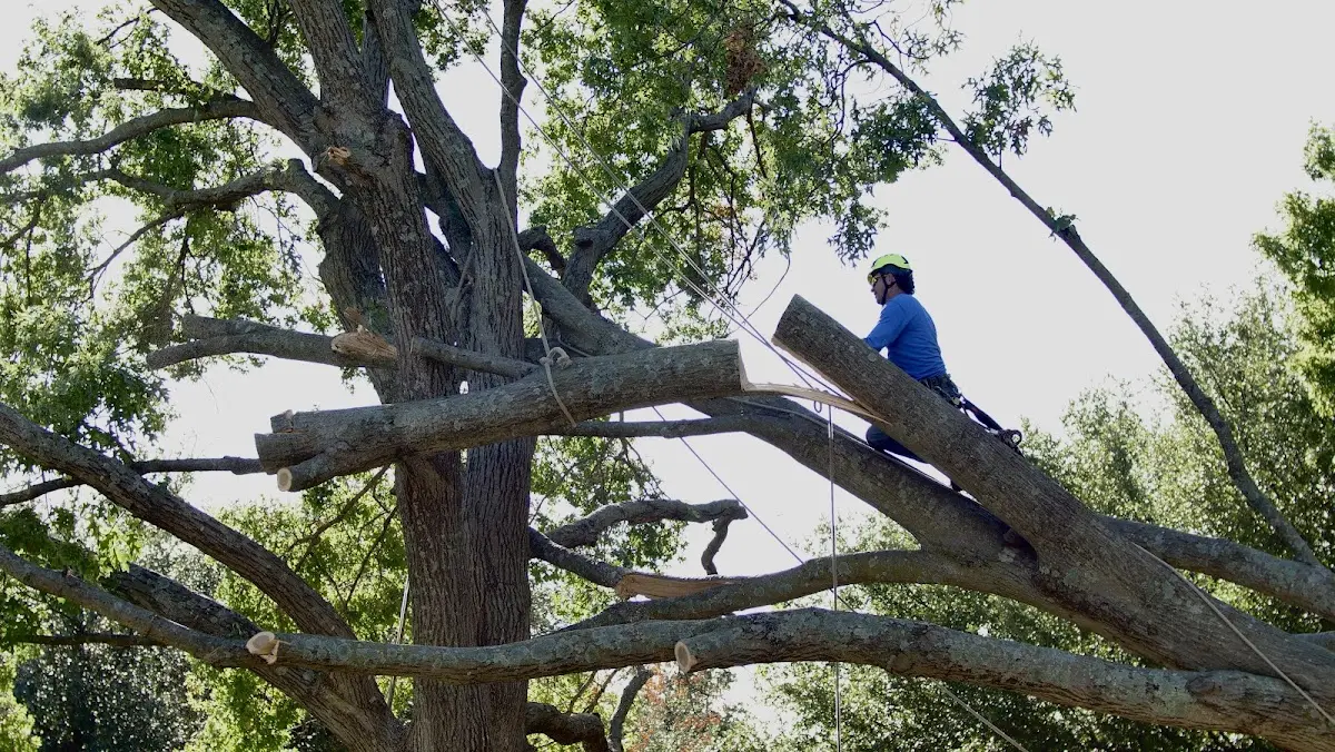 Professional Crown Thinning performed by certified arborists in Kaweah