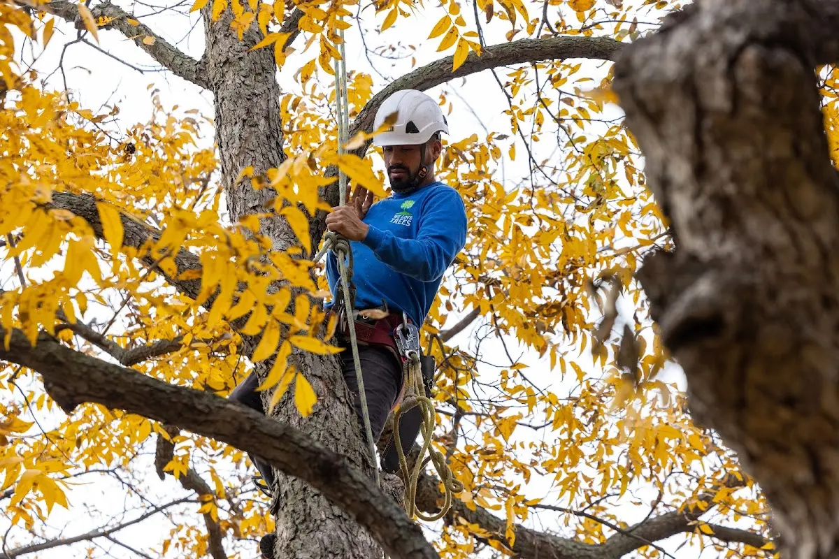 Skilled Tree Transplanting crew working in Kaweah
